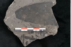 Foto (Detailansicht) von Plantae indet.  (NHMW-GEO-2024-0188-11387)